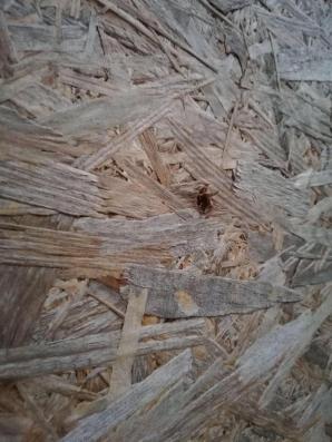 Strzały w Łomży, prawdopodobnie to zaplanowana egzekucja! Mieszkaniec Łomży przeżył. Rutkowski przekazuje 10 tysięcy Euro nagrody za wskazanie płatnego zabójcy. Działania prowadzone są na terenie Polski i Ukrainy 