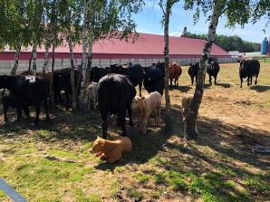Skradzione bydło w miejscowości Bedoń Nowy w woj. łódzkim. Pokrzywdzony farmer prosi o pomoc ekipę Krzysztofa Rutkowskiego!