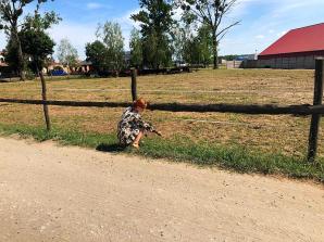 Skradzione bydło w miejscowości Bedoń Nowy w woj. łódzkim. Pokrzywdzony farmer prosi o pomoc ekipę Krzysztofa Rutkowskiego!