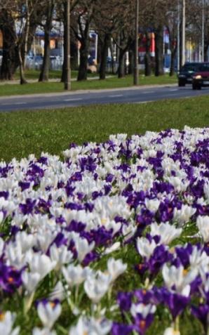 Warszawa w wiosennych kwiatach