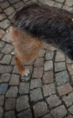 Gazozo - wrocławski pies celebryta (video)