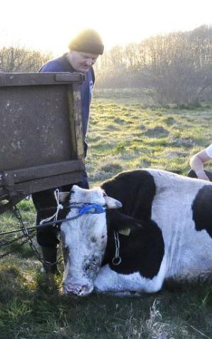 Ogromny byk terroryzował Skwierzynkę! Służby postawione na nogi!