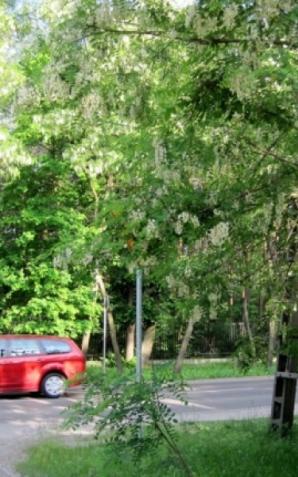 Warszawa: Zgłoś słabo widoczne znaki drogowe