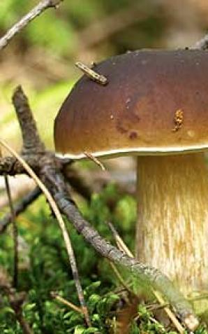  Zjadł trzy grzyby, poszedł na miasto. Szukała go policja 