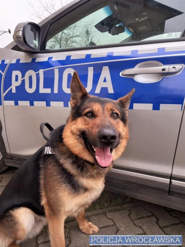 Przyszedł po meble, ukradł samochód. Znalazł go pies OPI