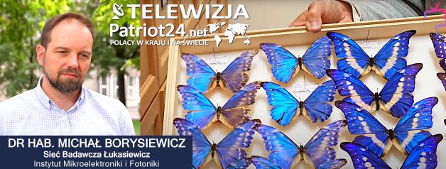 [VIDEO] Motyle inspirują naukowców! Powstaje materiał, który ochłodzi budynki i pomoże w kosmosie